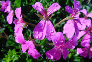 geranium